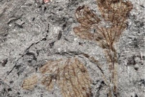 Viện Smithsonian đã công bố hóa thạch được cho là loài hoa có niên đại lớn nhất