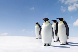 Thuật toán Penguin là gì? Penguin ảnh hưởng đến SEO website như nào